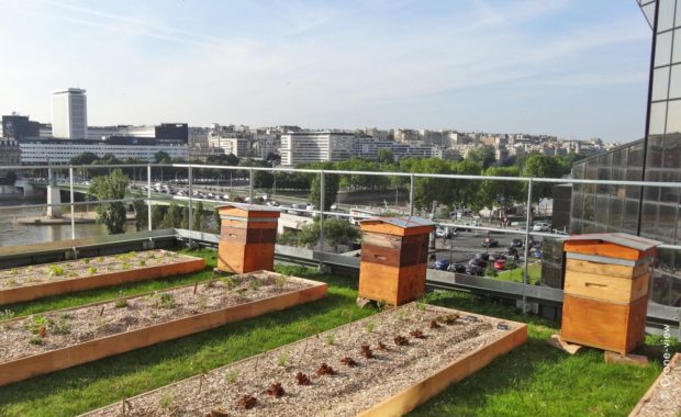 Сити-фермерство, или зачем нужен огород на крыше в городе?