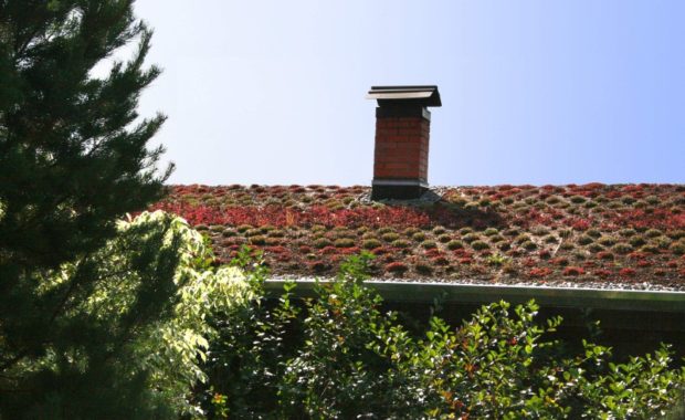 Озеленение крыши бани