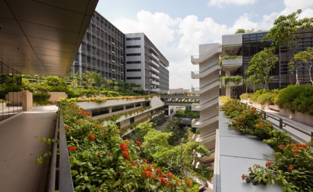 Растения на крыше изменят городской климат к лучшему