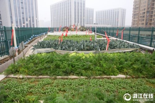 Технологии озеленения: эко-ферма на крыше школы в Китае