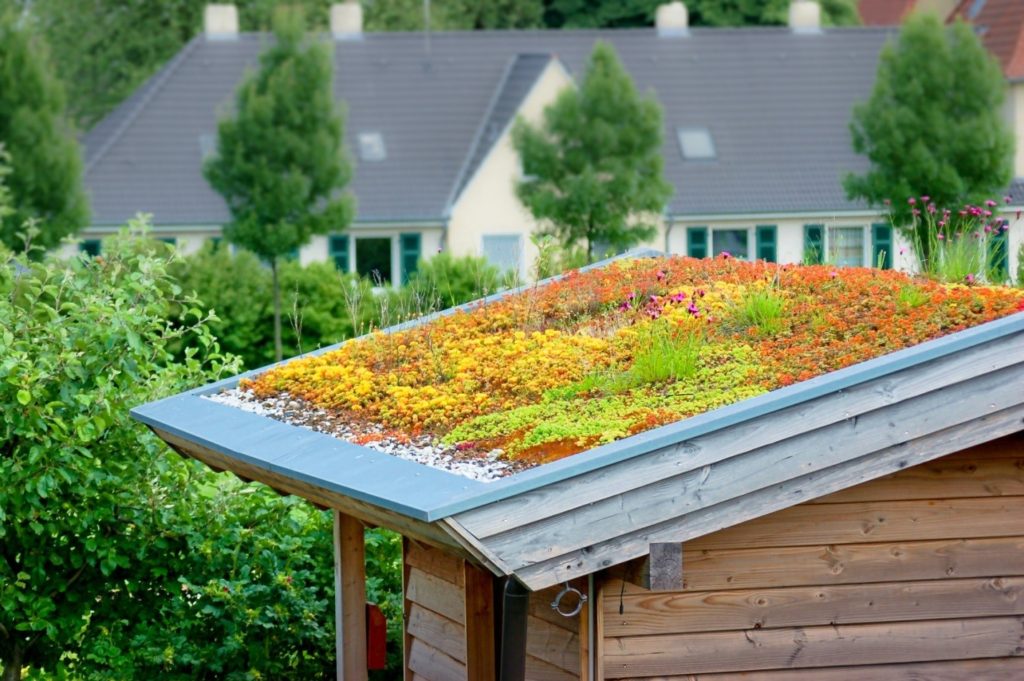 Цветущие полевые травы на поверхности крыши