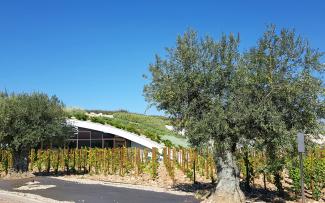 Новая винодельня расположена среди виноградников и оливковых деревьев.